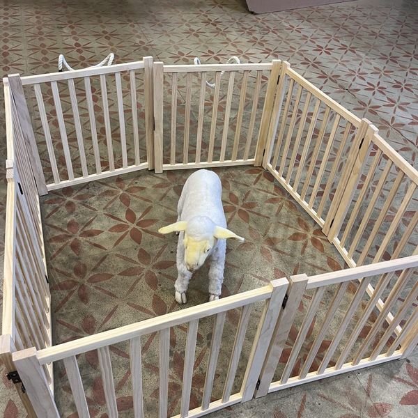 The lamb pen before aging - Curse of the Starving Class